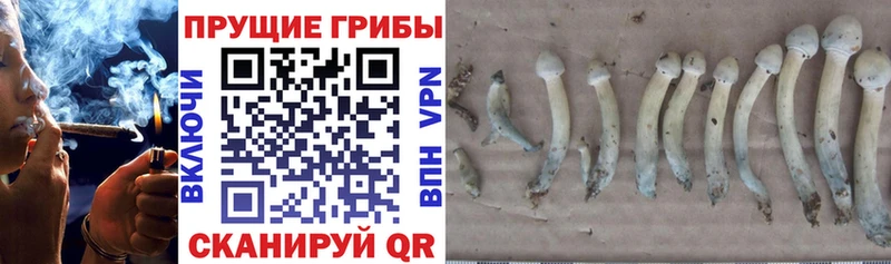 наркотики  Котельнич  Псилоцибиновые грибы Magic Shrooms 